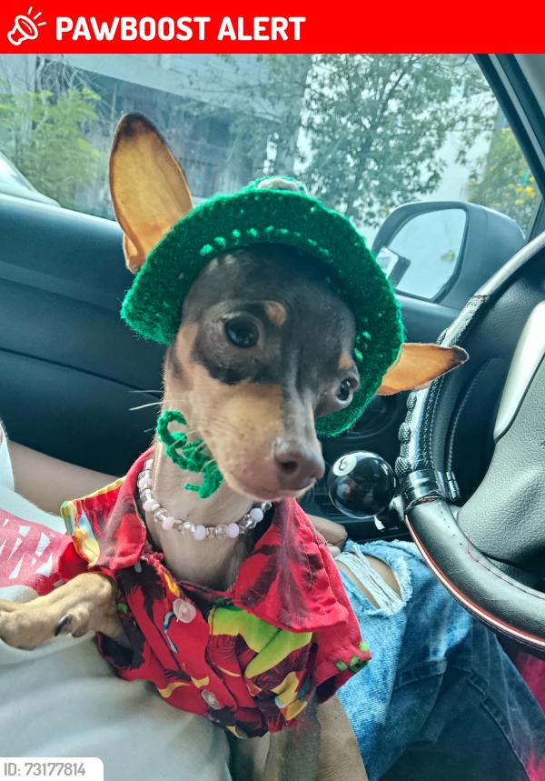 Lost Female Dog last seen Nuevo leon., Ciudad Santa Catarina, N.L. 66367