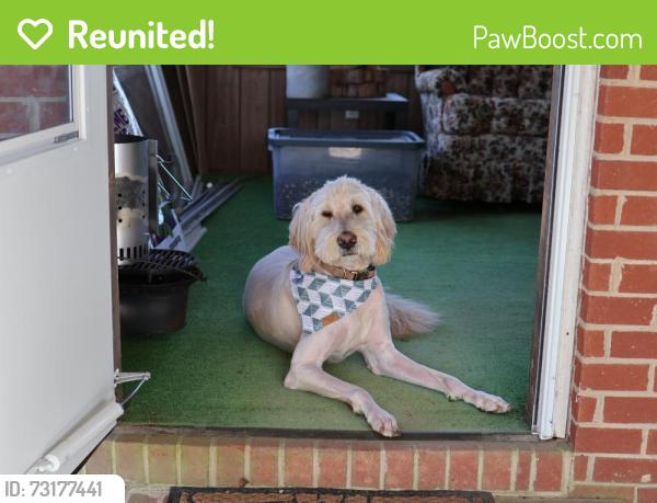 Reunited Male Dog last seen Near summers loop, Reidsville, NC 27320