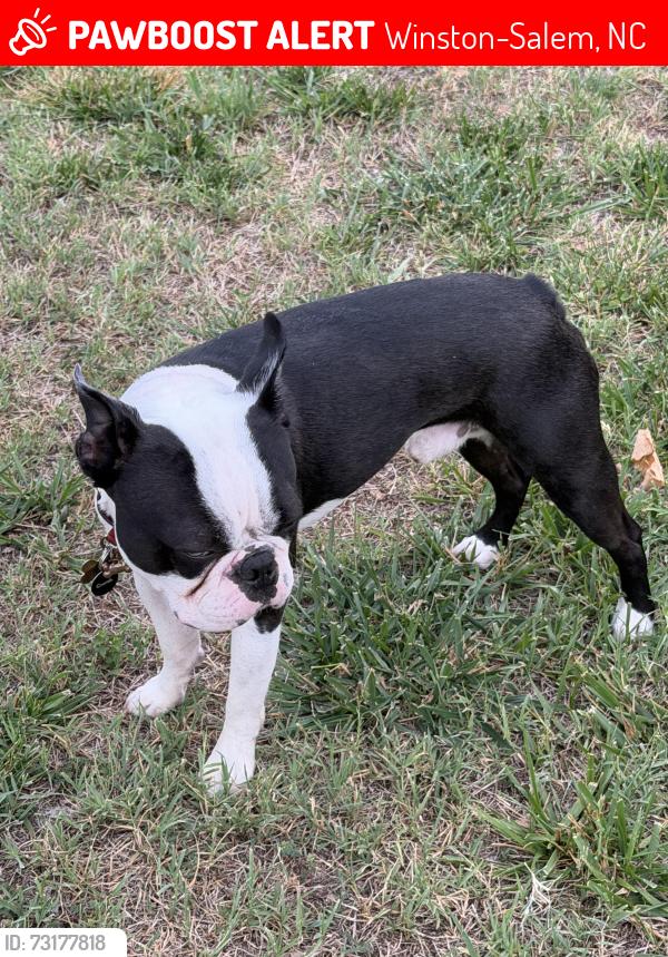 Lost Male Dog last seen Cameron ave, Rich Avenue, Winston-Salem, NC 27101
