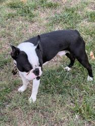 Lost Male Dog last seen Cameron ave, Rich Avenue, Winston-Salem, NC 27101