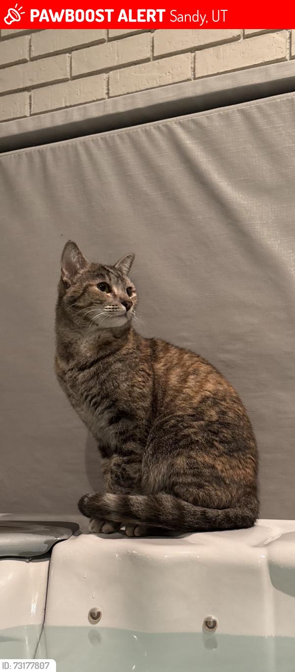 Lost Female Cat last seen Creek Rd, Sandy, UT 84093