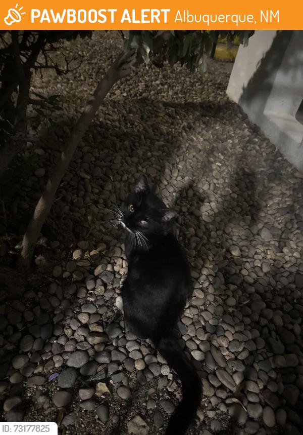 Found/Stray Male Cat last seen mountain vista apmts, Albuquerque, NM 87112