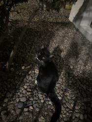 Found/Stray Male Cat last seen mountain vista apmts, Albuquerque, NM 87112
