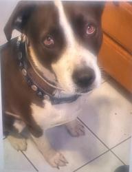 Reunited Male Dog last seen Rangewood and bluebell, Menifee, CA 92586