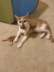 Found/Stray Male Cat last seen Bay lake elementary, Windermere, FL 34786