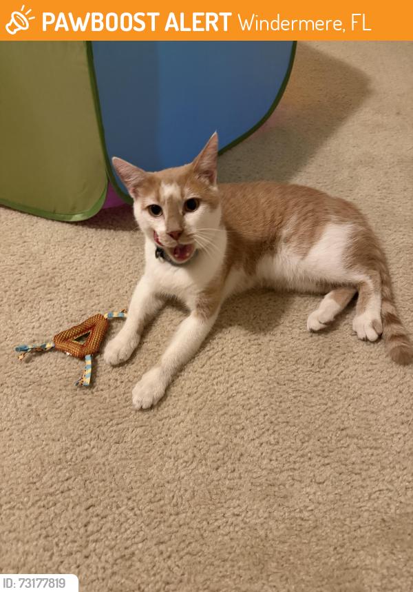 Found/Stray Male Cat last seen Bay lake elementary, Windermere, FL 34786