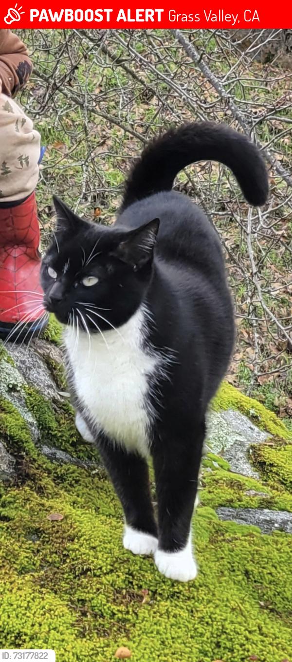 Lost Female Cat last seen Near retrac way/Tracy road, Grass Valley, CA 95949