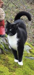 Lost Female Cat last seen Near retrac way/Tracy road, Grass Valley, CA 95949
