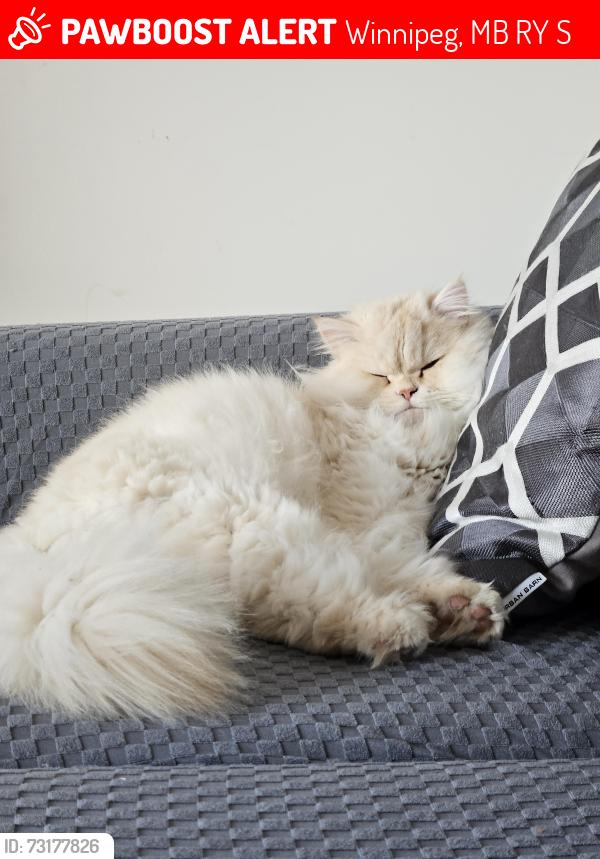 Lost Male Cat last seen Bridgewater area, Winnipeg, MB R3Y 1S4