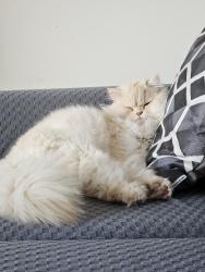 Lost Male Cat last seen Bridgewater area, Winnipeg, MB R3Y 1S4