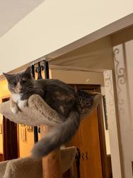 Lost Female Cat last seen Amy Lane, Brooklyn Center, MN 55430
