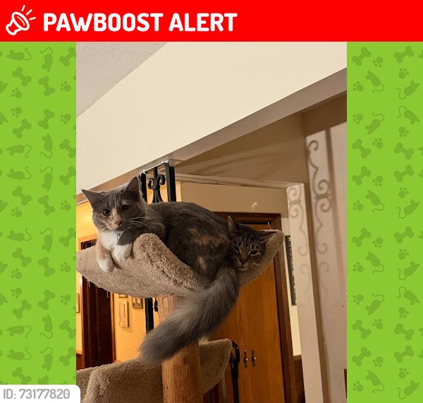 Lost Female Cat last seen Amy Lane, Brooklyn Center, MN 55430