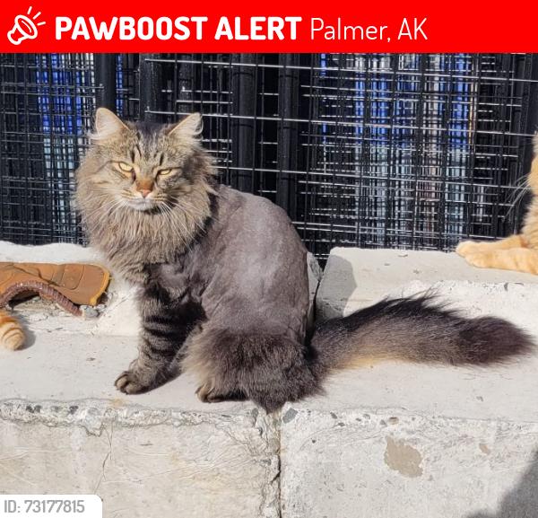 Lost Male Cat last seen Palmer Wasilla Highway and N Monte Vista Drive, Palmer, AK 99645