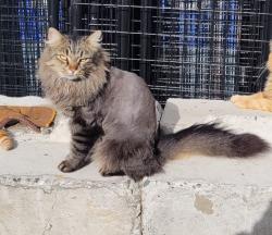 Lost Male Cat last seen Palmer Wasilla Highway and N Monte Vista Drive, Palmer, AK 99645