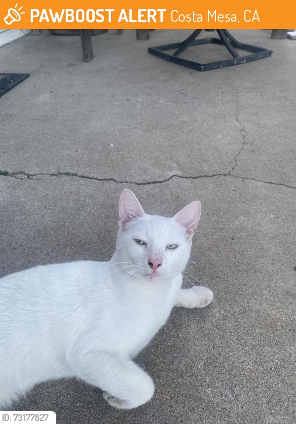 Found/Stray Unknown Cat last seen 19th St. ad Meyer Place, Costa Mesa, CA 92627