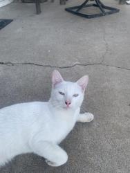 Found/Stray Unknown Cat last seen 19th St. ad Meyer Place, Costa Mesa, CA 92627