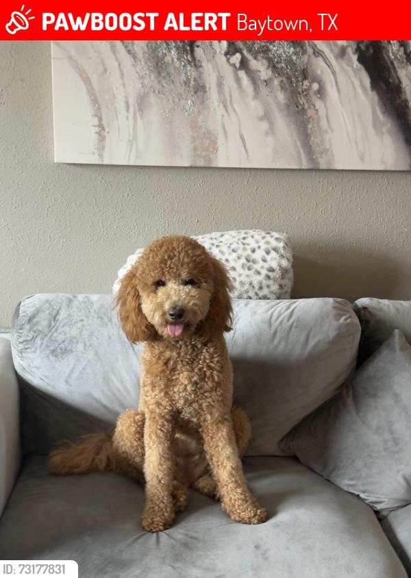 Lost Female Dog last seen La Park, Baytown, TX 77520