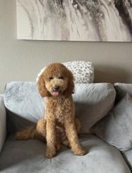 Lost Female Dog last seen La Park, Baytown, TX 77520