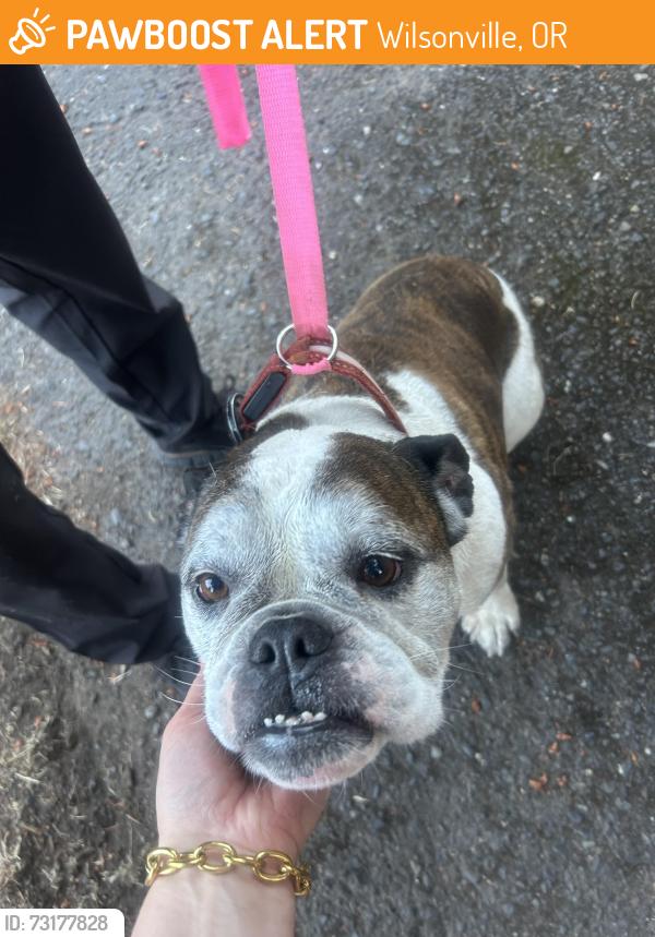 Found/Stray Female Dog last seen I-5 and wilsonville, Wilsonville, OR 97070