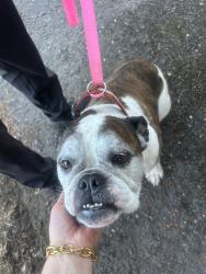 Found/Stray Female Dog last seen I-5 and wilsonville, Wilsonville, OR 97070