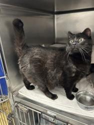 Shelter Stray Female Cat last seen Near blk of 22nd Ave, Seattle, WA, 2061 15th Ave W, Seattle, WA 98119, USA