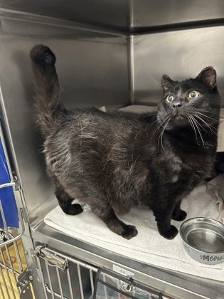 Shelter Stray Female Cat last seen Near blk of 22nd Ave, Seattle, WA, 2061 15th Ave W, Seattle, WA 98119, USA
