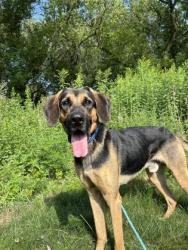 Shelter Stray Male Dog last seen E 8935 Co Rd V, Town of Clear Creek, WI, 3900 Old Town Hall Rd, Eau Claire, WI 54701, USA