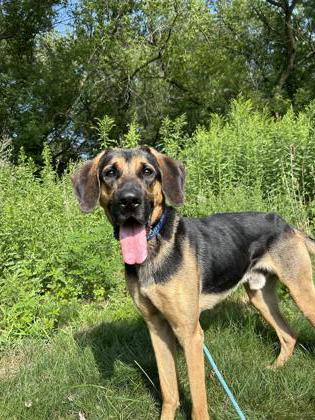 Shelter Stray Male Dog last seen E 8935 Co Rd V, Town of Clear Creek, WI, 3900 Old Town Hall Rd, Eau Claire, WI 54701, USA