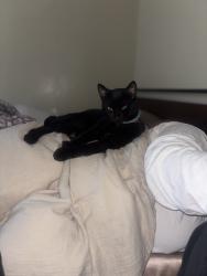 Lost Male Cat last seen Rohner Park, Fortuna, CA 95540