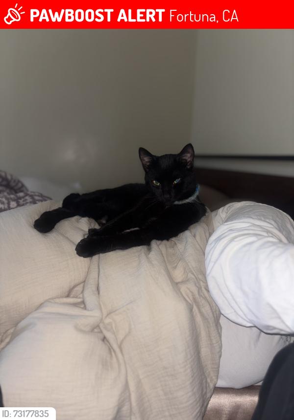 Lost Male Cat last seen Rohner Park, Fortuna, CA 95540