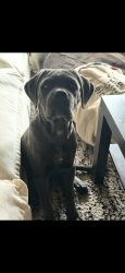 Lost Female Dog last seen Near carriage hills blvd, Conroe, TX 77384