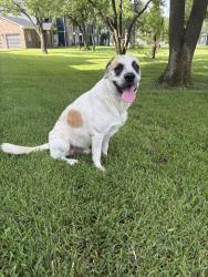 Found/Stray Unknown Dog last seen Near Barker Cypress Rd, Houston, TX 77429
