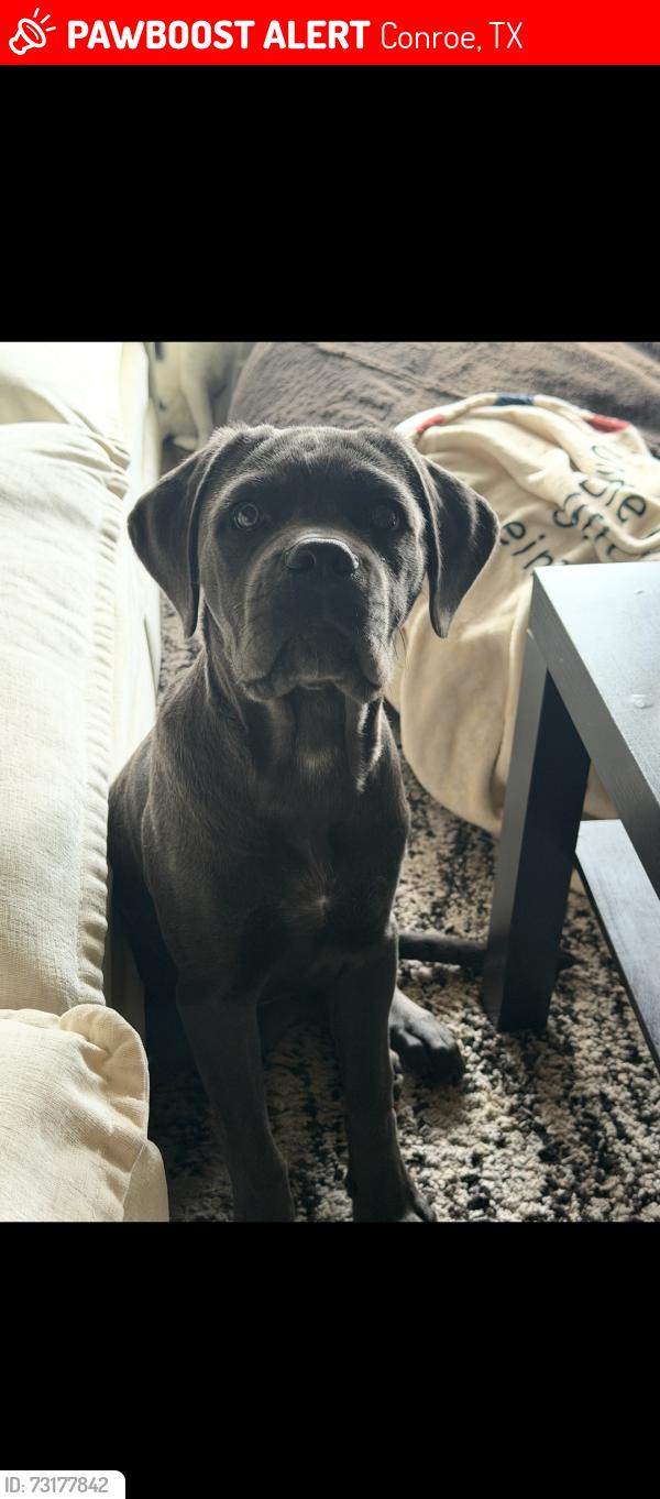 Lost Female Dog last seen Near carriage hills blvd, Conroe, TX 77384