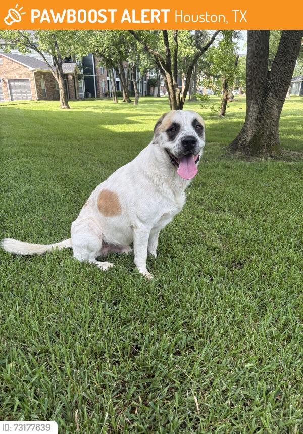 Found/Stray Unknown Dog last seen Near Barker Cypress Rd, Houston, TX 77429