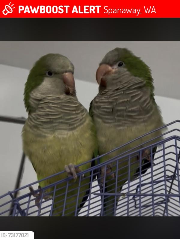 Lost Male Bird last seen 208th st and 19th ave ct e, Spanaway, WA 98387