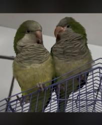 Lost Male Bird last seen 208th st and 19th ave ct e, Spanaway, WA 98387