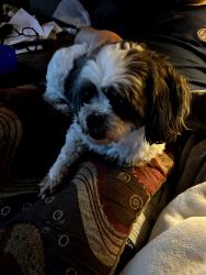 Reunited Unknown Dog last seen Kempsville Road, Virginia Beach, VA 23464