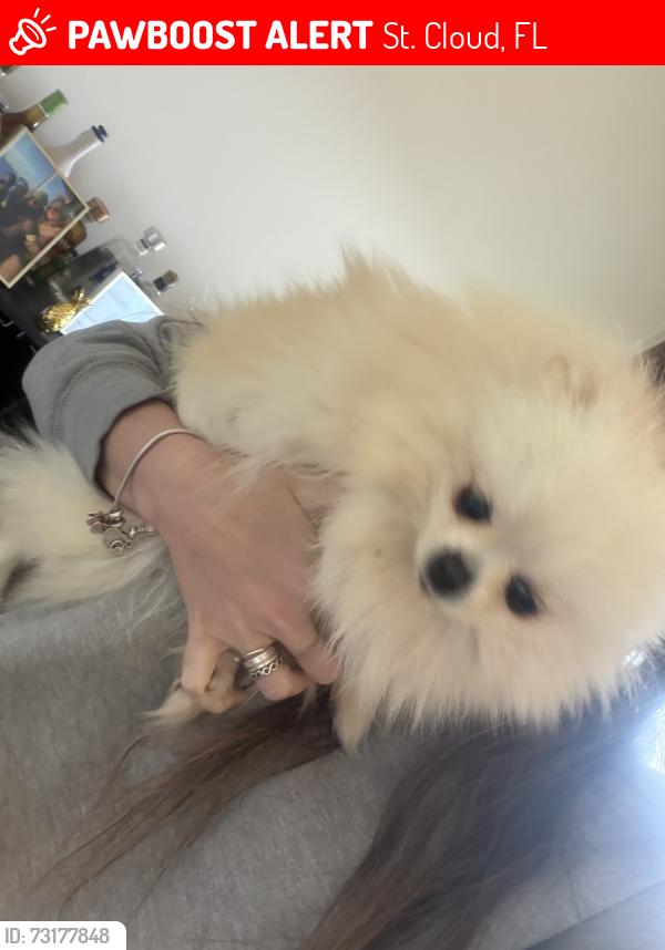 Lost Female Dog last seen Ponds Trail Saint Cloud FL 34769, St. Cloud, FL 34769