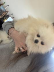 Lost Female Dog last seen Ponds Trail Saint Cloud FL 34769, St. Cloud, FL 34769