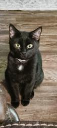 Lost Female Cat last seen Twin city drive, Mandan, ND 58554