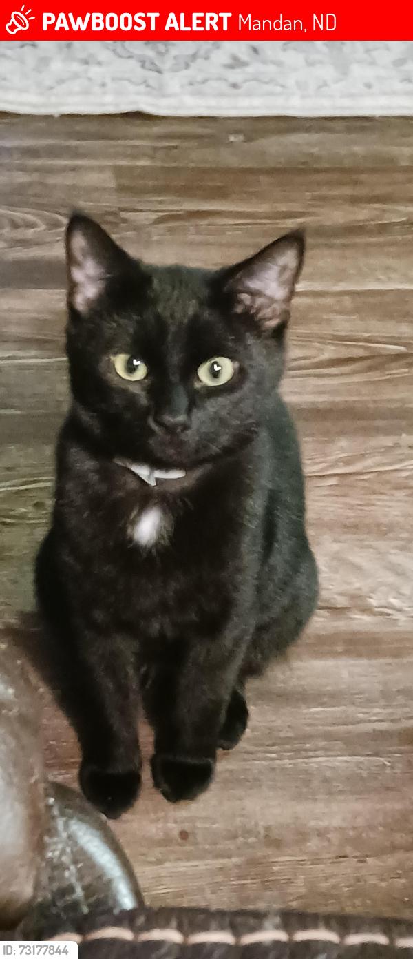 Lost Female Cat last seen Twin city drive, Mandan, ND 58554