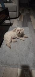 Found/Stray Male Dog last seen Donneymoor Dr & Mc Mullen Rd, Riverview, FL 33602