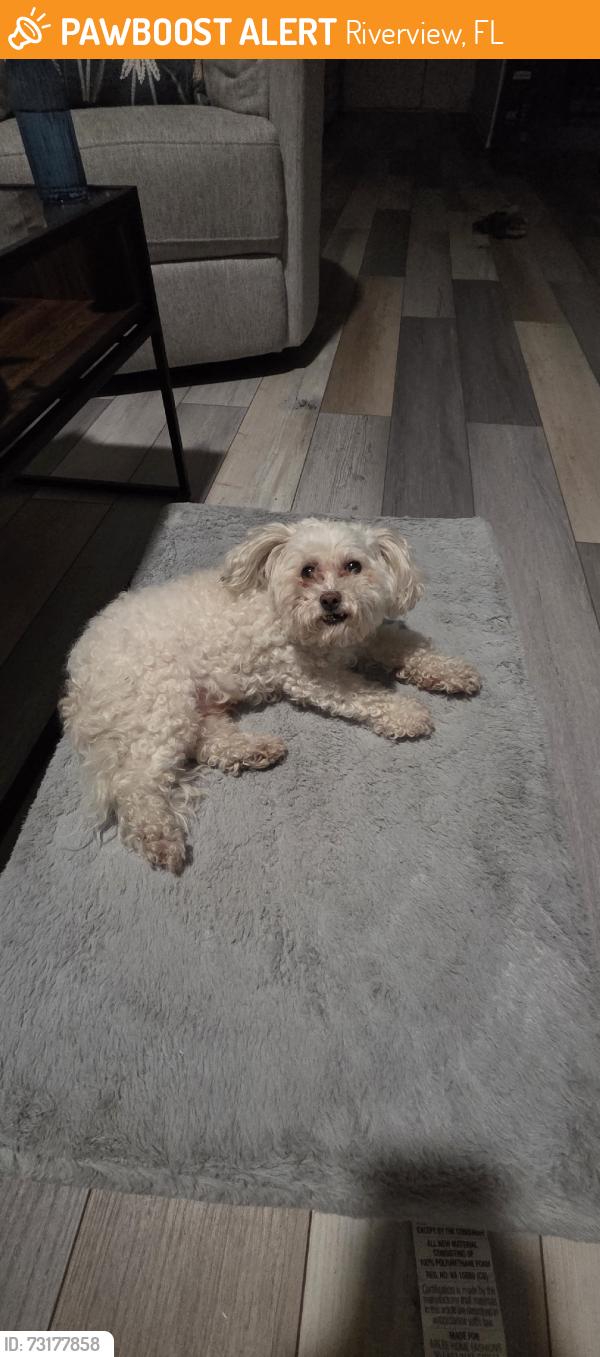 Found/Stray Male Dog last seen Donneymoor Dr & Mc Mullen Rd, Riverview, FL 33602