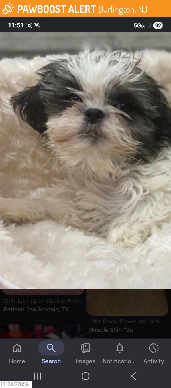 Found/Stray Male Dog last seen Burlington nj, Burlington, NJ 08016