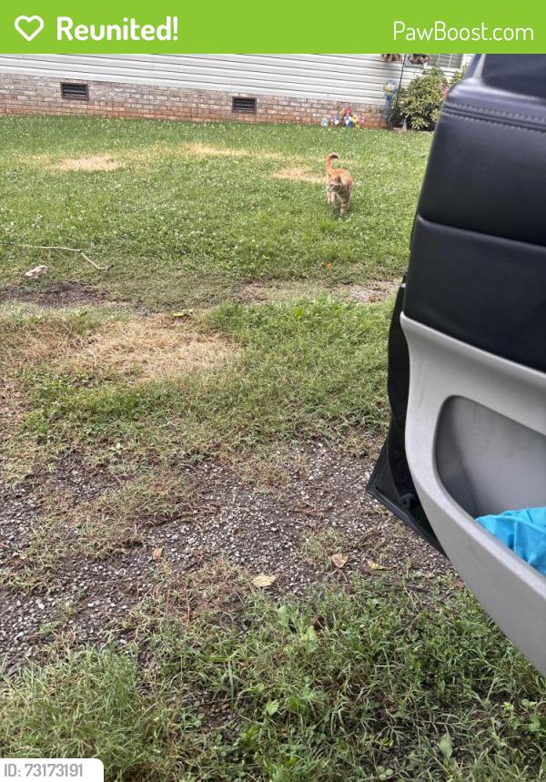Reunited Male Cat last seen Henrietta Dr, Knoxville, TN 37912