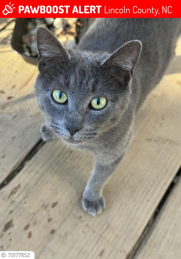 Lost Female Cat last seen Optimist club rd and oakbrook, Lincoln County, NC 28037