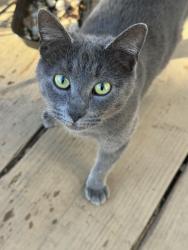 Lost Female Cat last seen Optimist club rd and oakbrook, Lincoln County, NC 28037