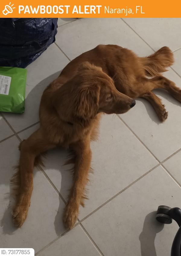 Found/Stray Female Dog last seen Naranja Florida, Naranja, FL 33032
