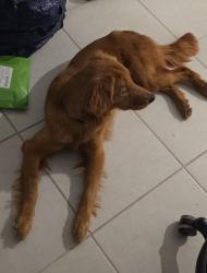 Found/Stray Female Dog last seen Naranja Florida, Naranja, FL 33032