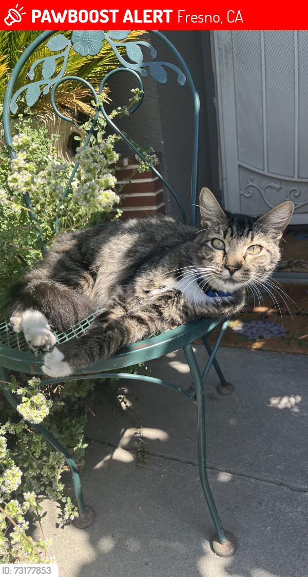 Lost Male Cat last seen E Gilbert Ave & S Orchard Ave, Fresno, CA 93721